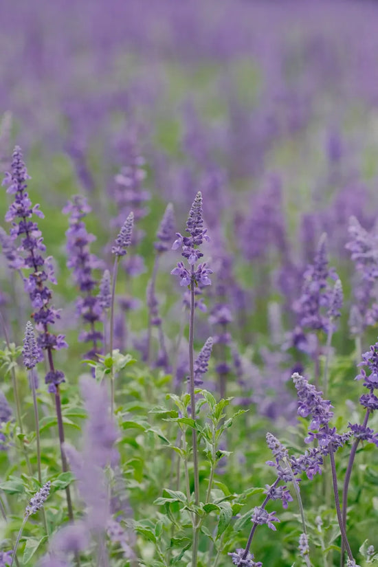 Hoe gebruik je lavendel in cocktails en mocktails?